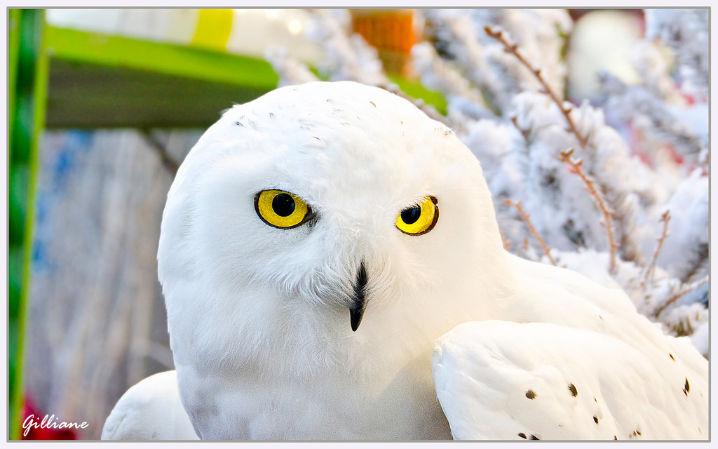 Harfang des neiges