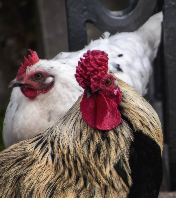 Bruno - Poules, coqs, basse-cour