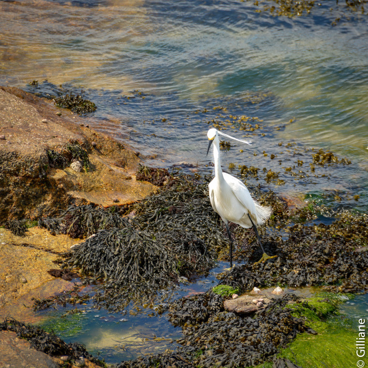 Aigrette