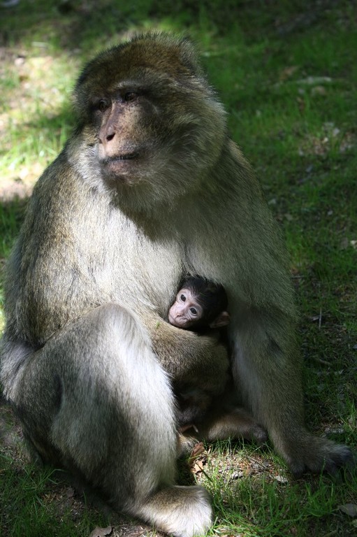 Bébé couvé par maman (Patrick)