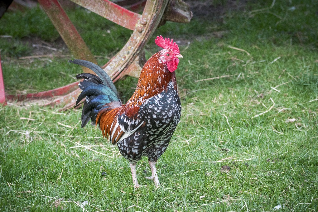 Gilliane -Poules, coqs, basse-cour