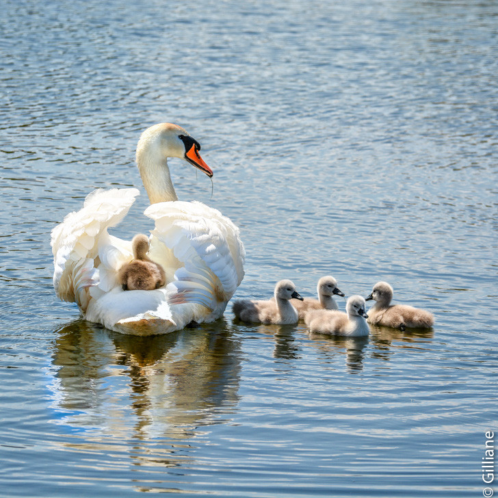 Transport en commun