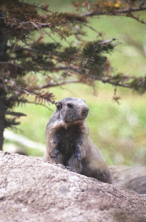 Marmotte