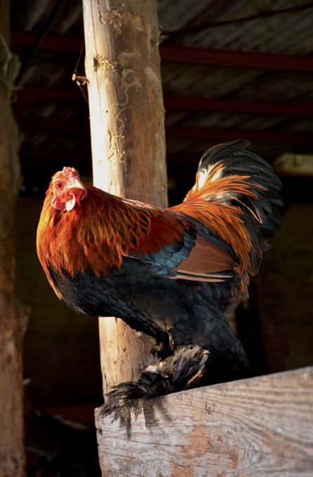 Chrystelle -Poules, coqs, basse-cour