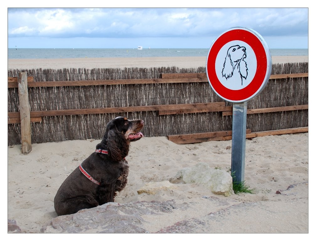 Gilliane : pauvre cocker