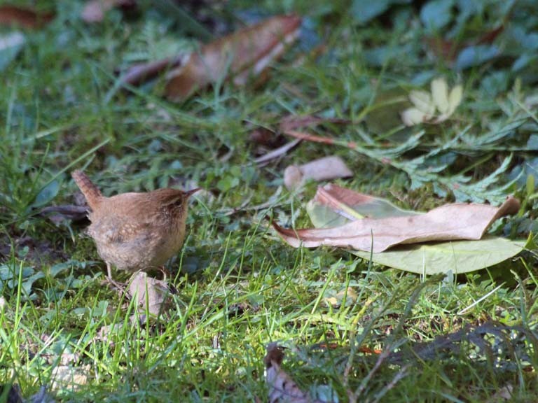 Troglodyte mignon