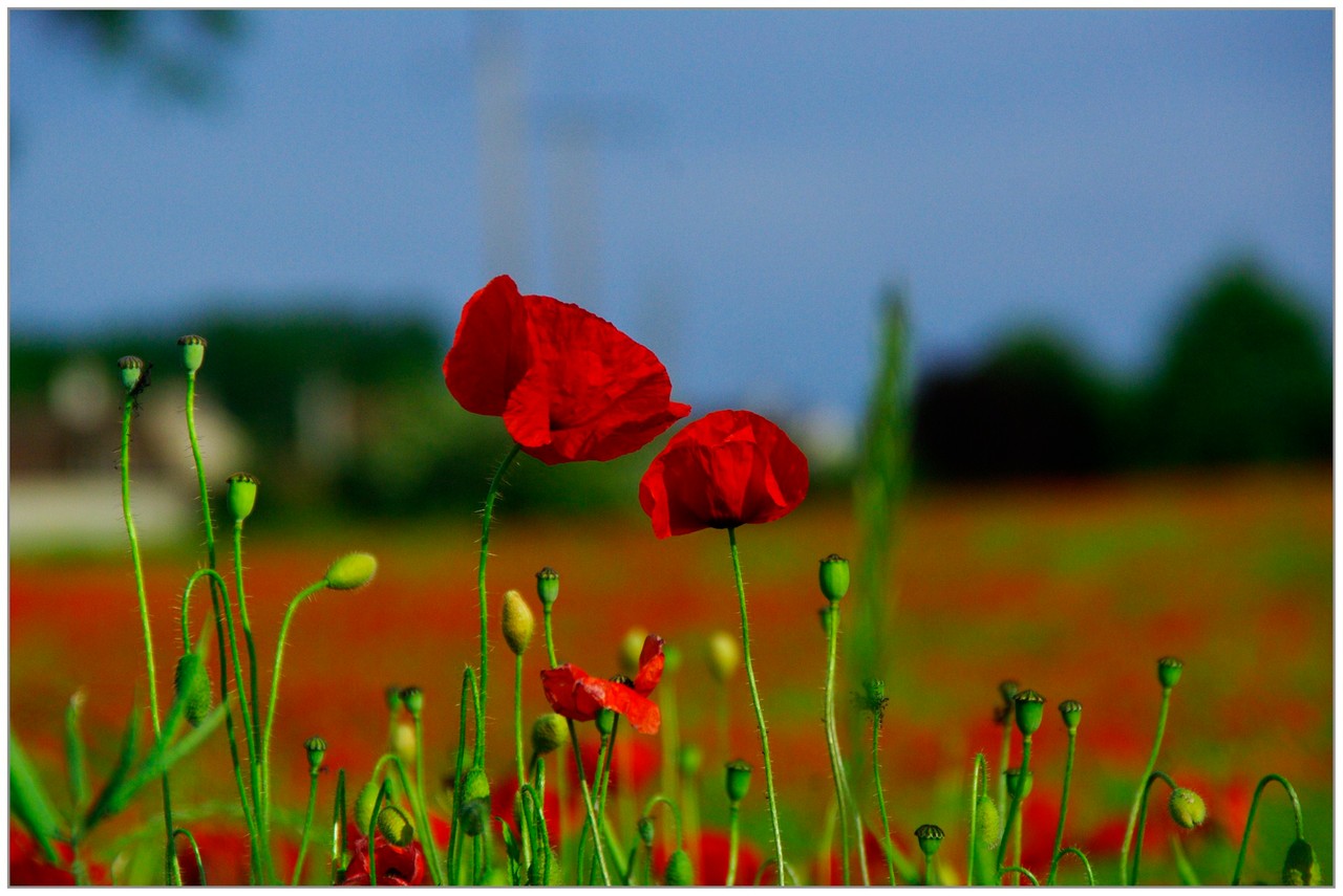 Coquelicots - Bruno