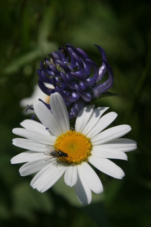 Pascale : Margueritte