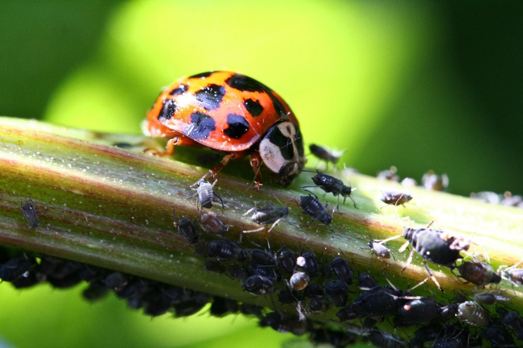 Coccinelle et pucerons