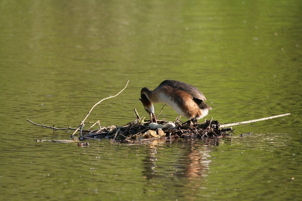 La grebe au foyer