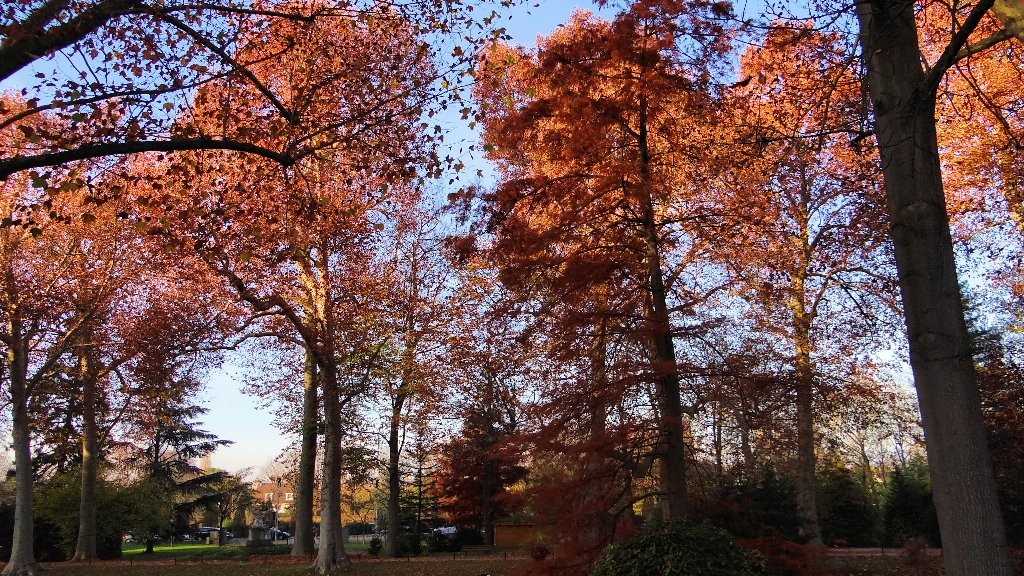 Parc de Poissy en automne (Annie)