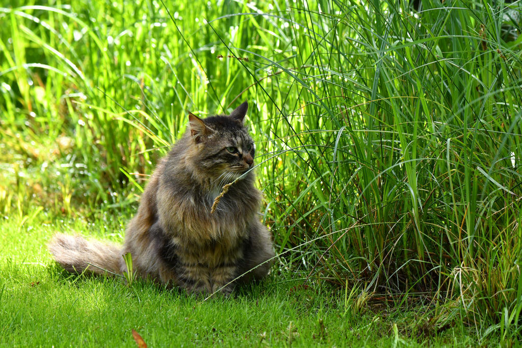 Chats Chatons - Bruno