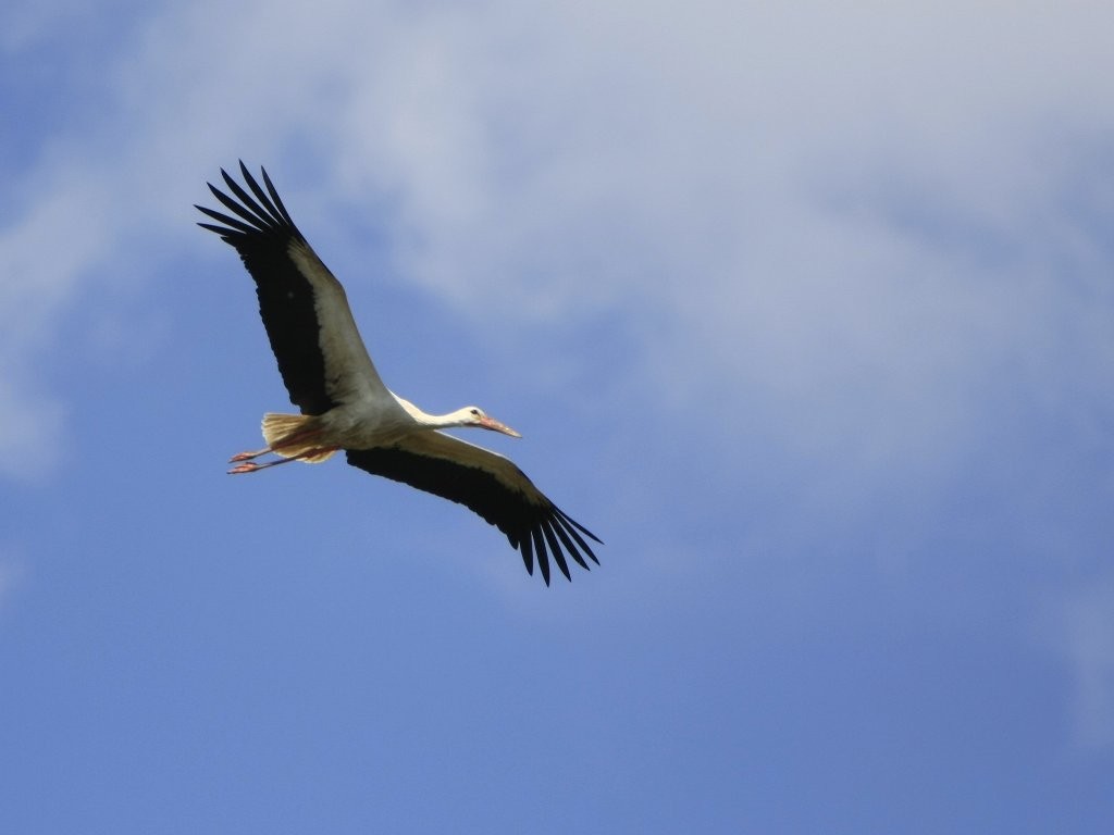 Cigogne en vol (Patrick)