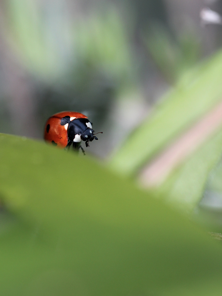 Coccinelle