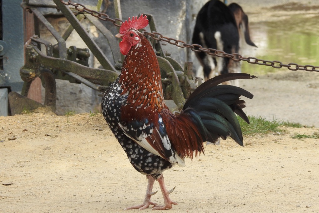 Marie Jo - Poules, coqs, basse-cour