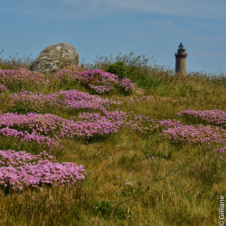 ile de Batz : la bruyére