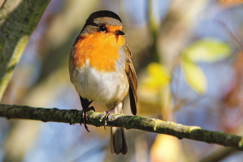 Petit rouge gorge (Patrick)