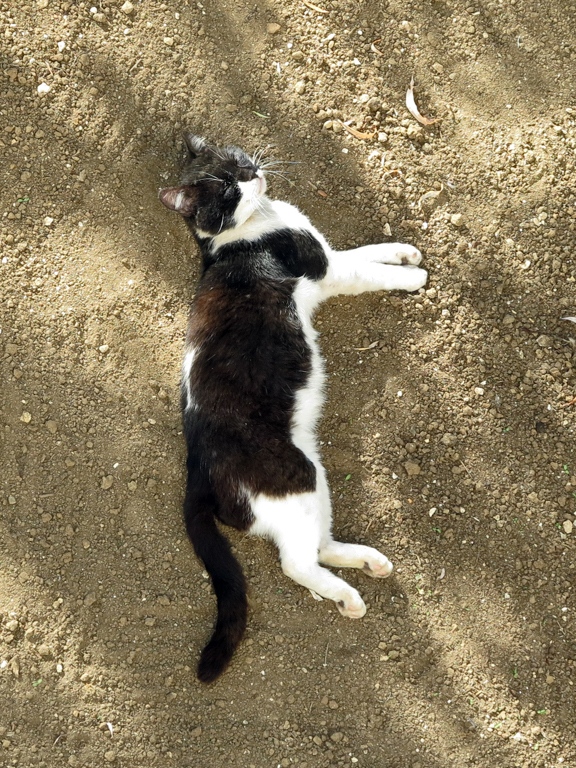 Chats Chatons -Thierry