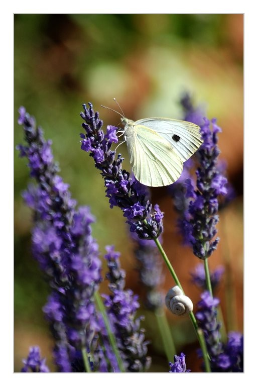 Gilliane : Papillon et lavande