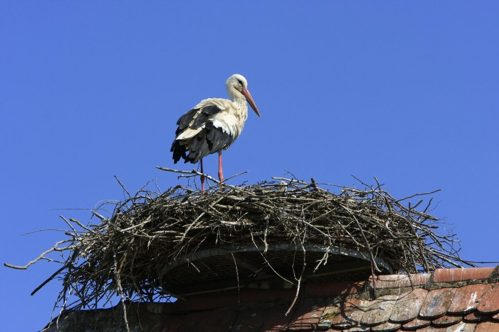 Cigogne (Patrick)