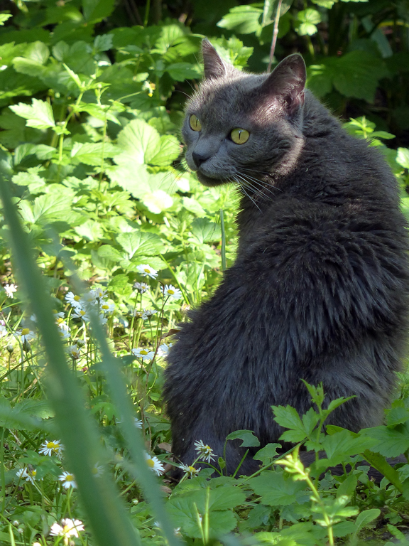 Chats Chatons - Michel