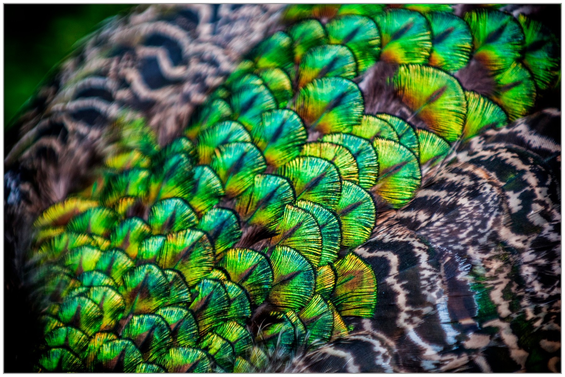 plumage de paon - photo de Gilliane