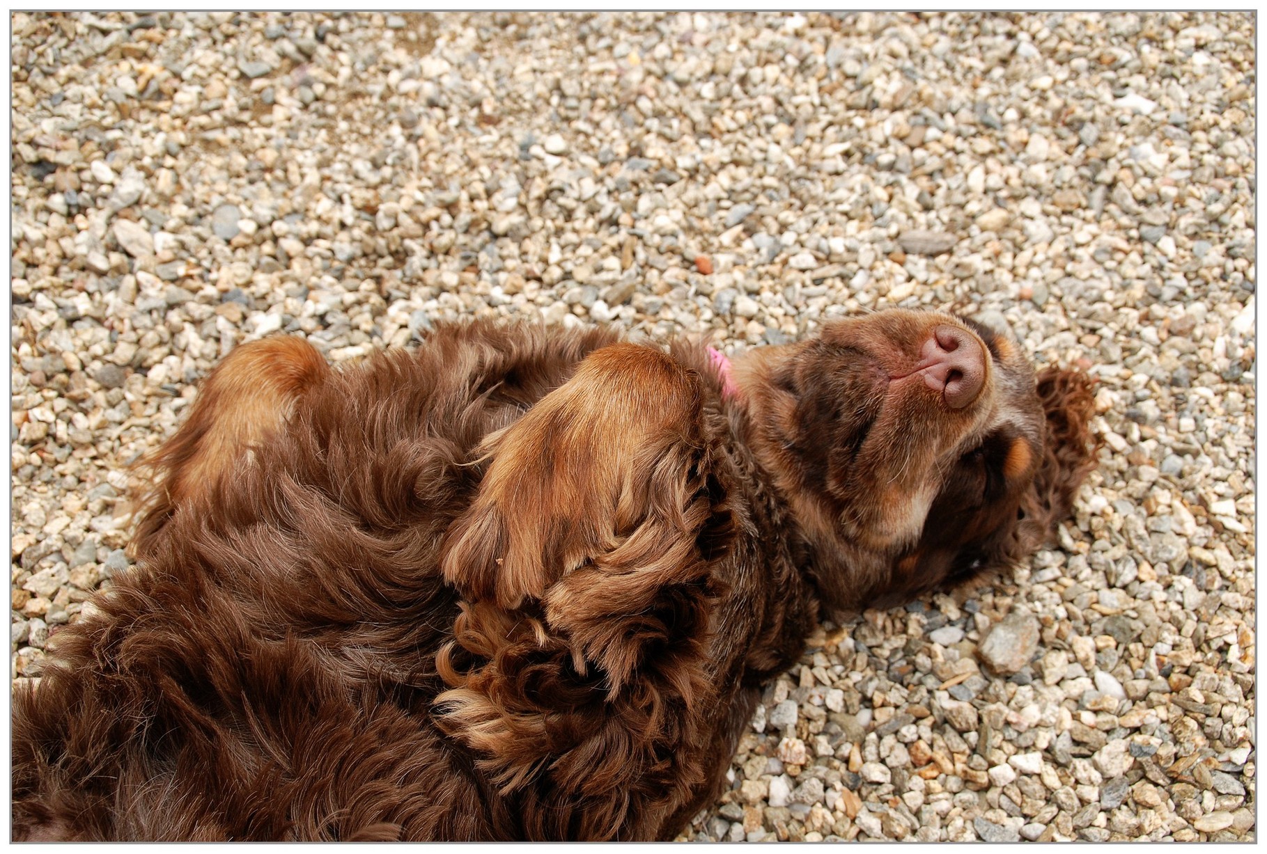 Basil en plein songe - photo de Gilliane