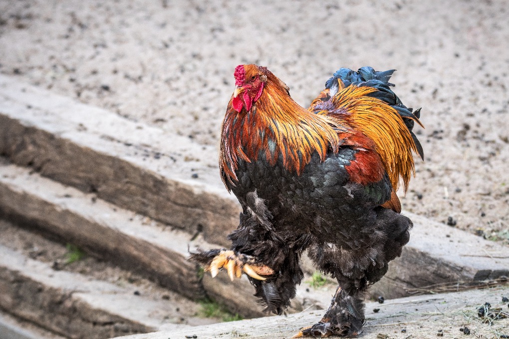 Gilliane -Poules, coqs, basse-cour