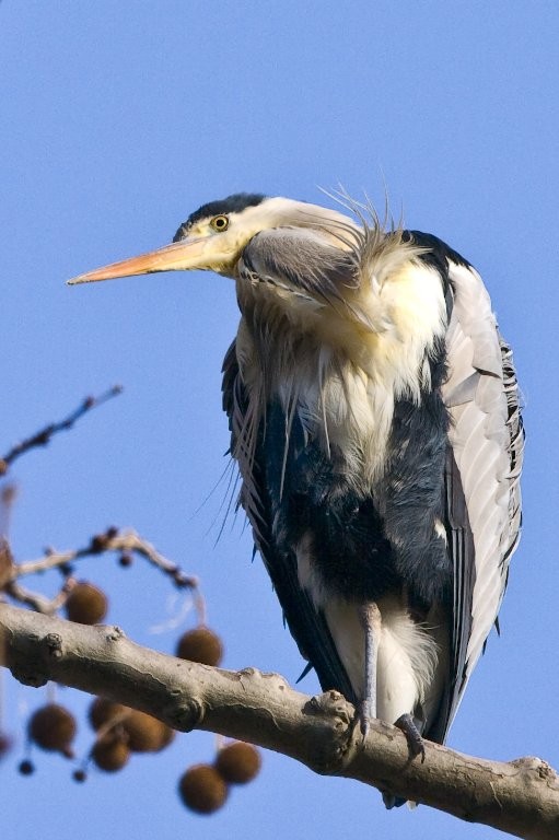 Le heron de Bercy