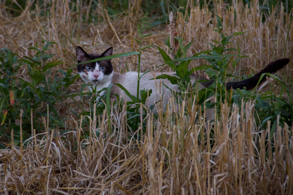 Chats Chatons - Marie Jo