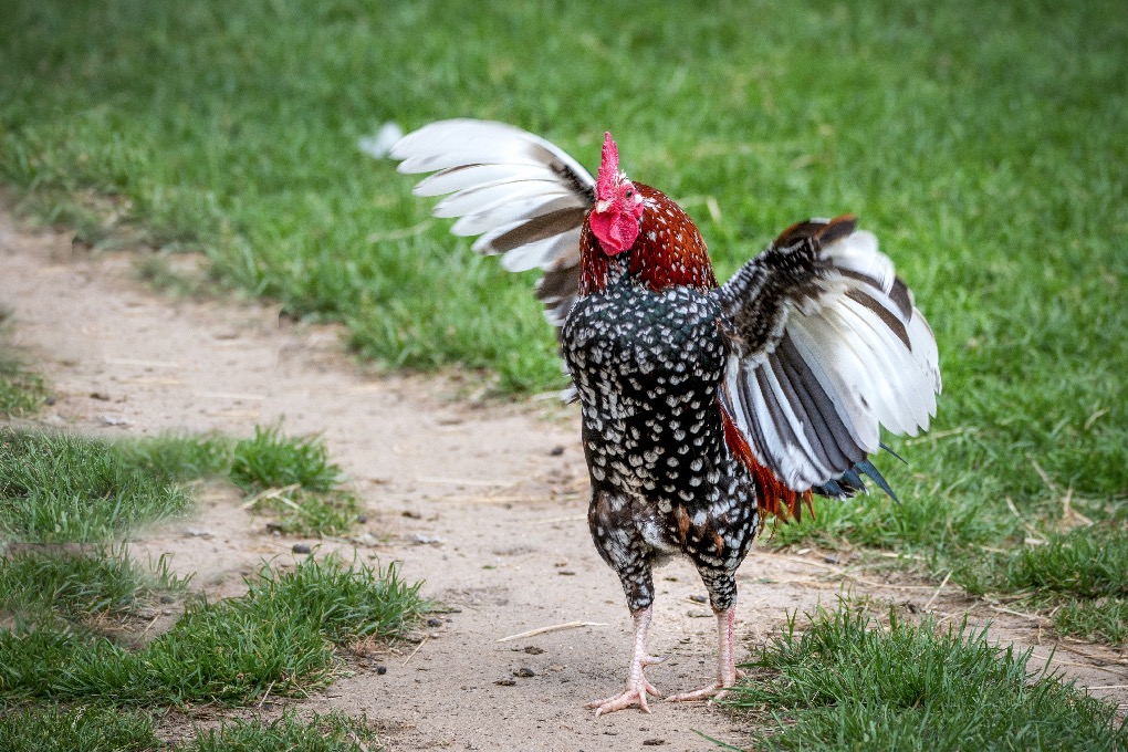 Gilliane -Poules, coqs, basse-cour