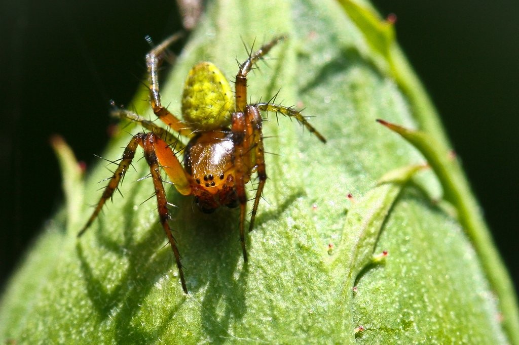 Araignée Cactus