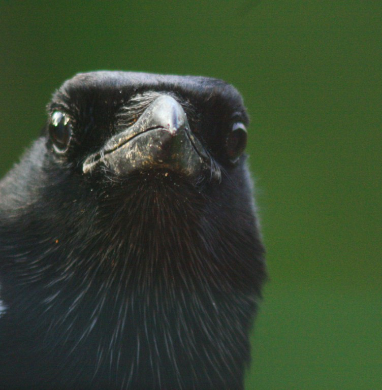 Pascale : Portrait d'oiseau 2