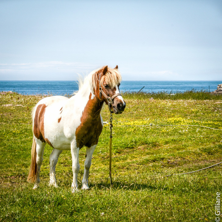 poney dans la bruyére