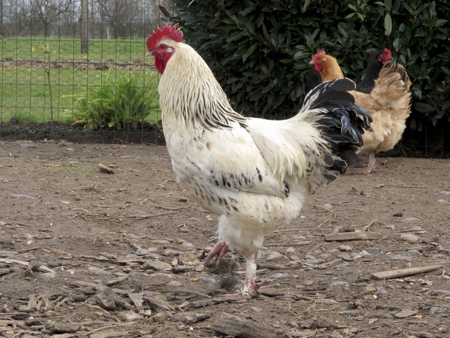 Didier -Poules, coqs, basse-cour