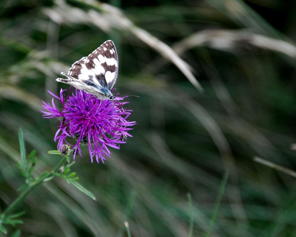 Papillon dans le vent (Marie Claude)