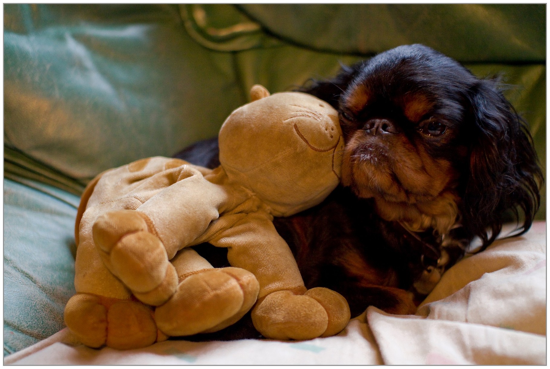 Doudou - photo de André