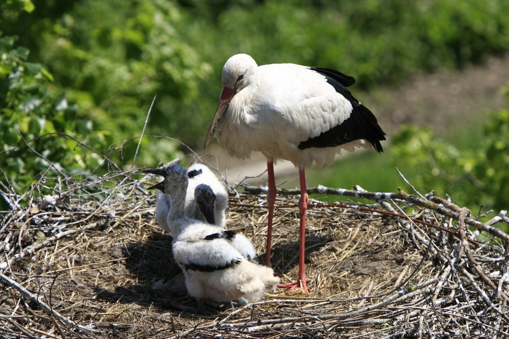 Famille Cigogne 2 (Patrick)