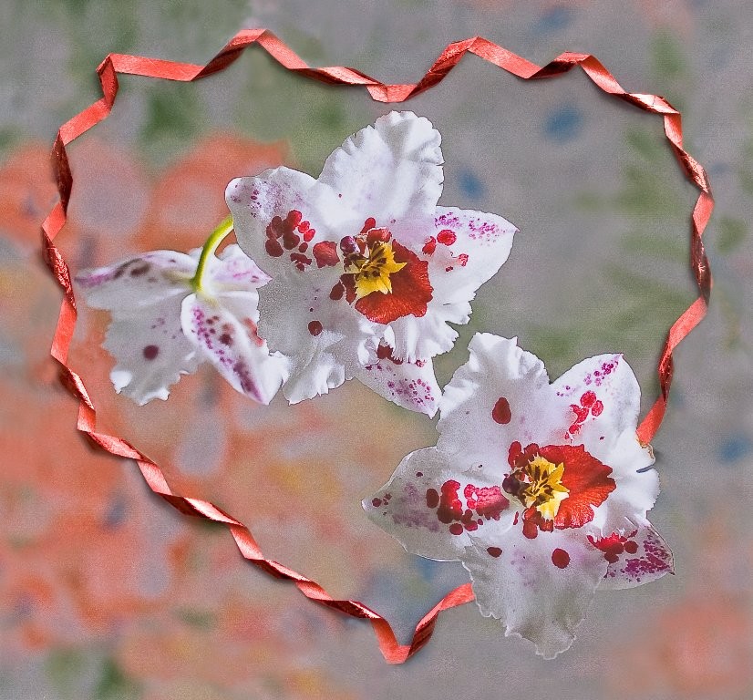 André Des fleurs en plein coeur