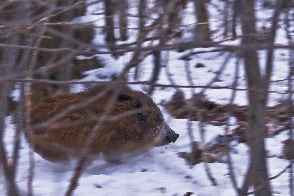 Sanglier en pleine course