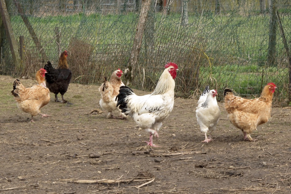 Didier -Poules, coqs, basse-cour