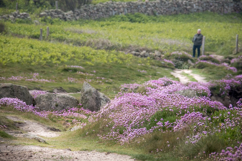 Gilliane -Petit chemin au ras des pâquerettes