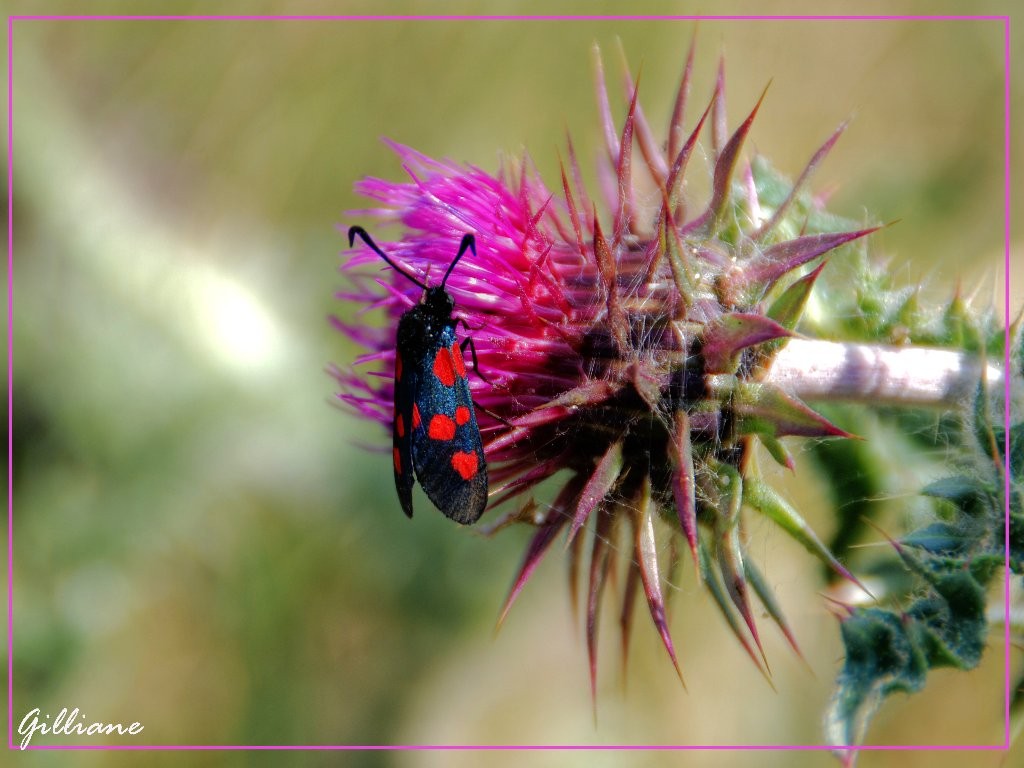 insecte sur chardon