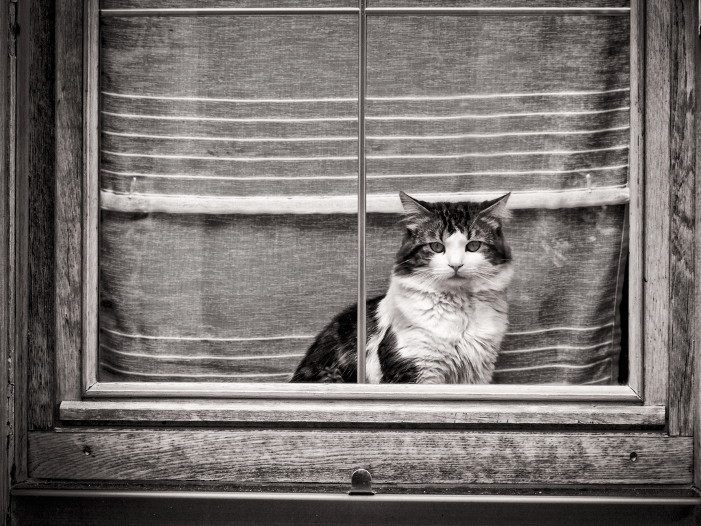 Chats Chatons - Gilliane