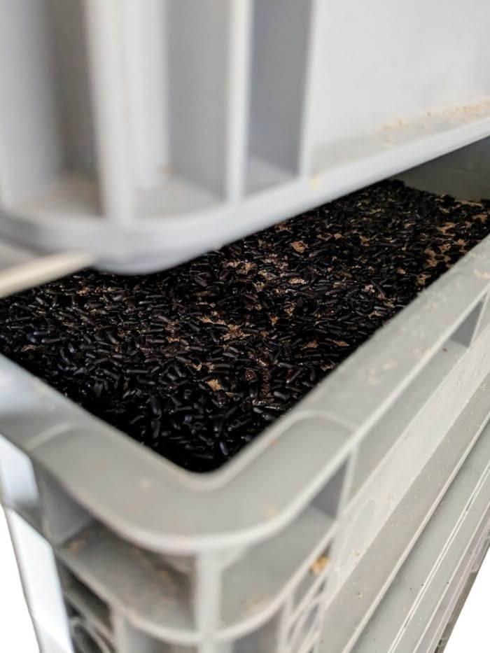 Tray & Rack Systems for Insect Production Vienna Scientific