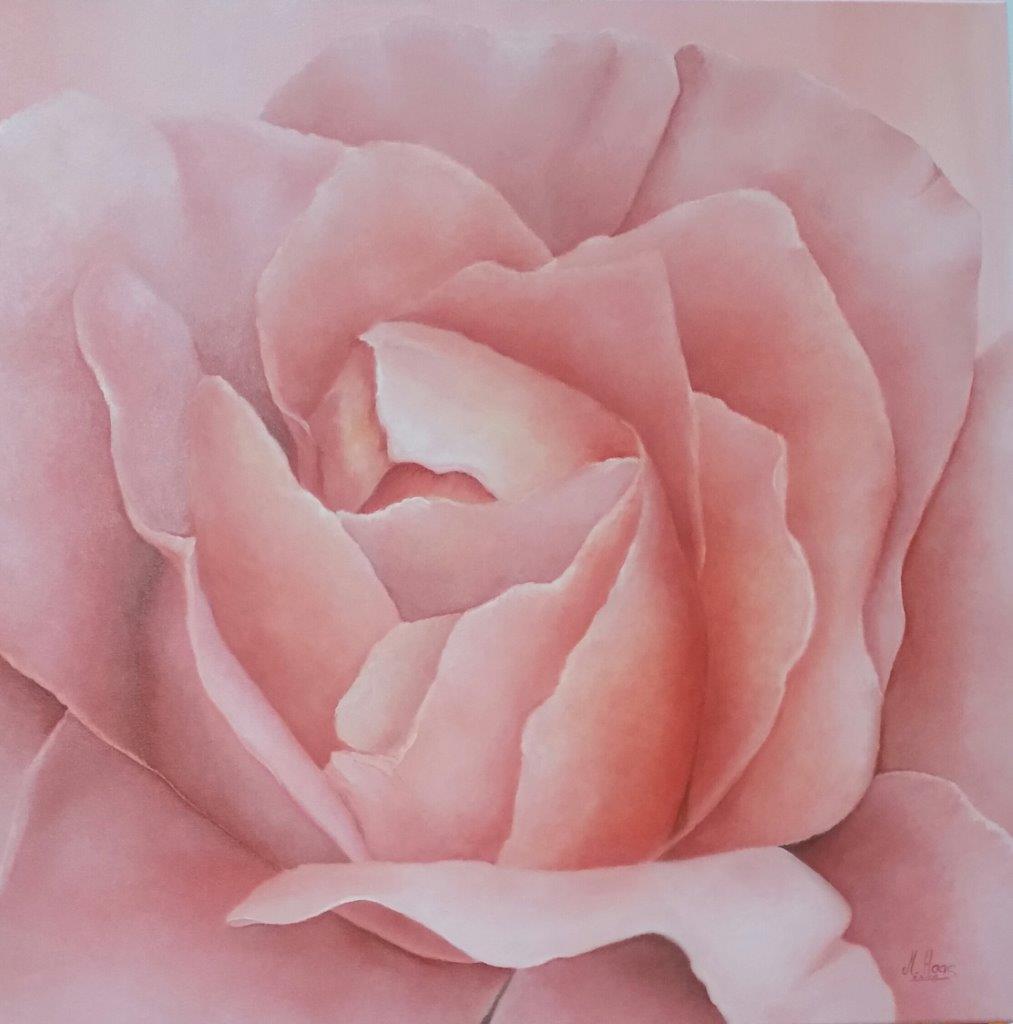 Rose-rosa-80cmx80cm-Oelfarbe-auf-Leinwand