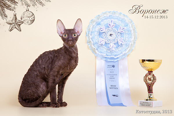 Brianna Fate Rex, Best Kitten