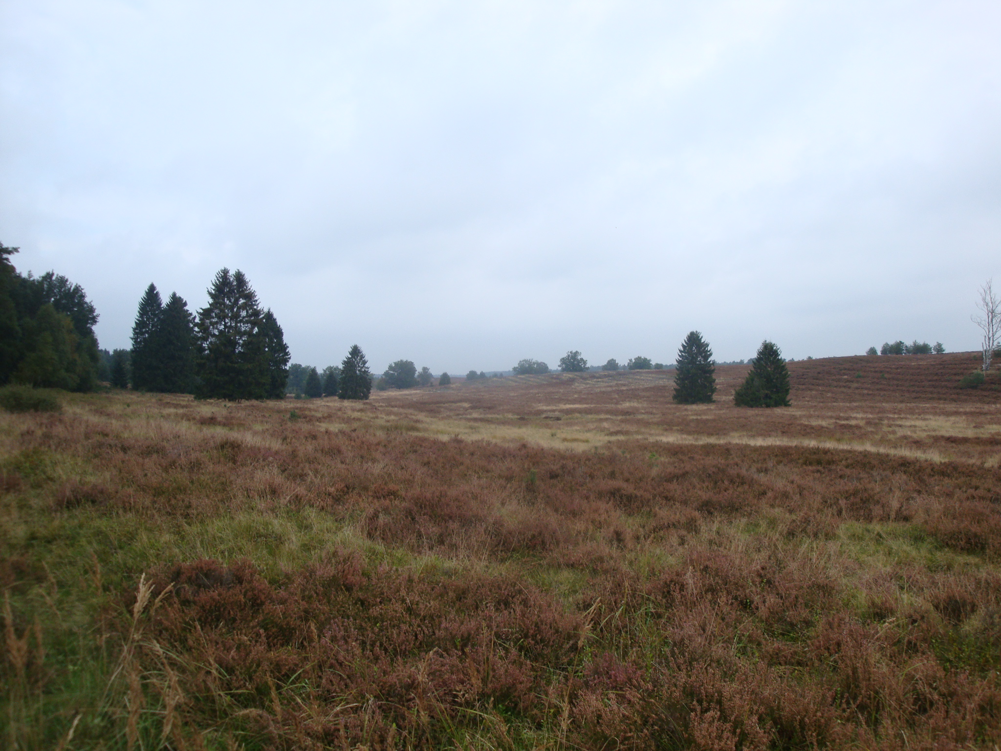 2012 - Lüneburger Heide