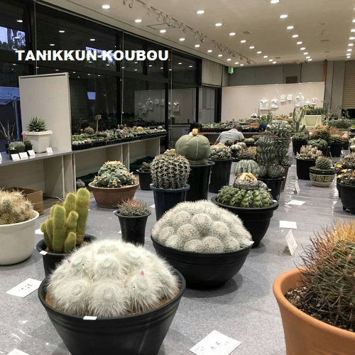 京都府立植物園で開催されている「サボテン展」の展示品の数々。丹精込めて作りあげられた、サボテンや多肉植物が並びます。