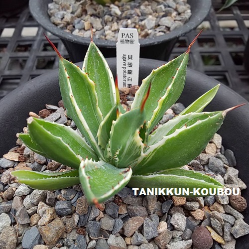 HANABUSA(英) | アガベ ハイブリッド '雪嶺' Agave hybrid